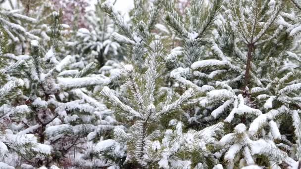 Snow Covered Spruce Trees Snowfall Fabulous Winter Forest Landscape Christmas — Stok Video