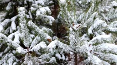 Snow-covered spruce trees in snowfall. Fabulous winter forest landscape. Christmas tree. The atmosphere of Christmas and New Year. 4K video footage.