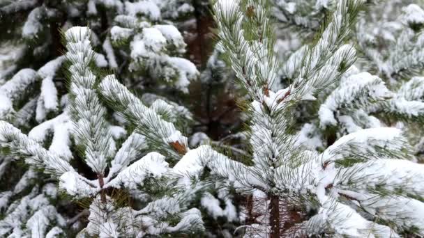 Snow Covered Spruce Trees Snowfall Fabulous Winter Forest Landscape Christmas — Stockvideo