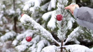 Bir kadının eli, karlı bir Noel ağacını yavaş çekimde ormanda kırmızı bir topla süslüyor. Noel ağacı. Noel ve Yeni Yıl atmosferi.