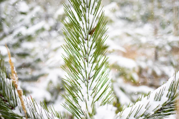Ośnieżona Gałąź Sosny Śniegu Bliska Wspaniały Zimowy Krajobraz Lasu Choinka — Zdjęcie stockowe