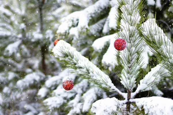 Nieostre Tło Pokrytych Śniegiem Gałęzi Sosny Ozdobione Noworocznymi Czerwonymi Kulkami — Zdjęcie stockowe