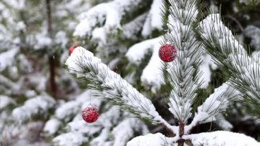 Noel ağaçlarının güzel yeşil dalları, yeni yılın kırmızı toplarıyla süslenmiş, yumuşak, beyaz karla kaplıdır. Muhteşem kış ormanı manzarası. Noel ve Yeni Yıl atmosferi.