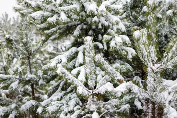 Śnieżne Świerki Pokryte Śniegiem Wspaniały Zimowy Krajobraz Lasu Choinka Atmosfera — Zdjęcie stockowe