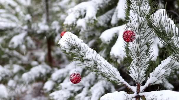Hófödte Fenyőágak Szilveszteri Vörös Golyókkal Vannak Díszítve Hóesésben Mesés Téli — Stock videók