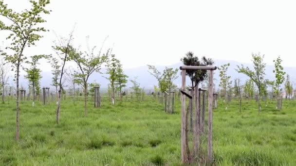 Gyümölcsfák Bölcsője Hegyekben Mezőgazdasági Tevékenységek Gyümölcsfák Ültetése Kertészkedés Fogalma — Stock videók