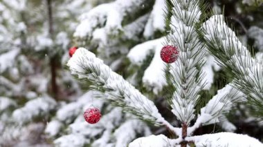 Karla kaplı çam dalları yeni yıl kırmızı toplarıyla süslenir. Muhteşem kış ormanı manzarası. Noel ağacı. Noel ve Yeni Yıl atmosferi.
