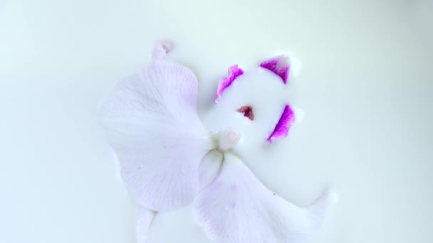 Beautiful White Orchid Flower Pink Middle Floats Milk Phalaenopsis Moth — Stock Video
