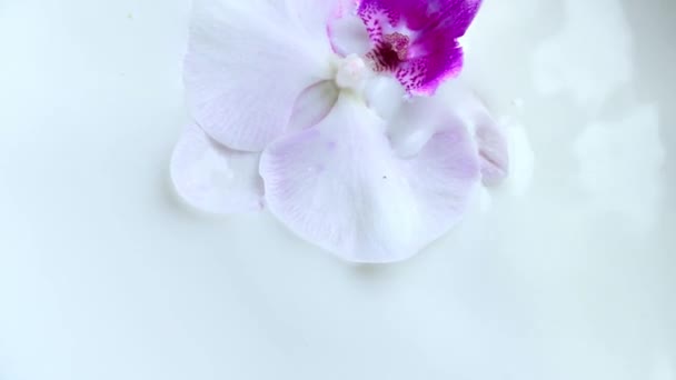 Beautiful White Orchid Flower Pink Middle Falls Milk Slow Motion — Video Stock