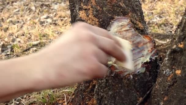 Mans Hand Lubricates Cut Tree Special Solution Processing Trees Pruning — Wideo stockowe
