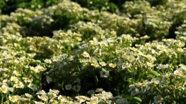 Beyaz çiçekli ve yeşil yapraklı birçok güzel çilek çalıları baharda dışarıda toprakta yetişir. Arılar beyaz çilek çiçeklerinin üzerinden uçar ve onları tozlaştırır..