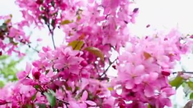 Pembe çiçekli bir elma dalı. Baharda çiçek açan elma ağacı. Yumuşak odaklı çiçek açan elma