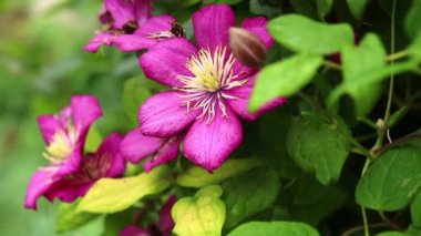 Yeşil arka plan üzerinde güzel pembe klematis çiçekleri yakın plan. Bahçede pembe klematis çiçekleri.