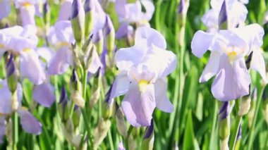 Sakallı iris çiçekleri çayır otlarının yeşil arka planında. Hafif meltemde titreyen çiçekler. İris germanica.