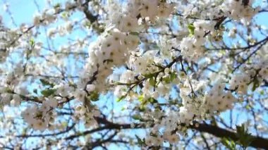 Mavi gökyüzüne karşı kiraz çiçekleri açar. Bal arısı çiçek açan kirazı döller..