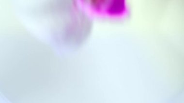 A beautiful white orchid flower with pink middle falls into milk. Phalaenopsis, Moth Orchid.