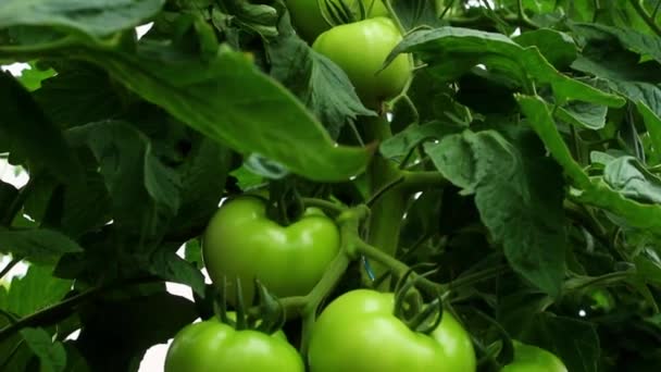 Green Tomatoes Grow Bush Close Greenhouse Business Concept Fresh Harvest — Stock Video