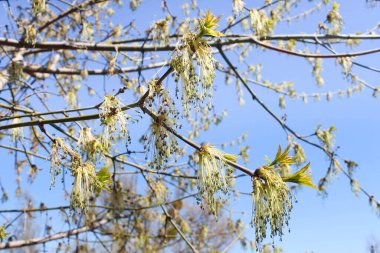 Genç bir huş dalını kapat. Genç yapraklar ve tomurcuklar yetişir..
