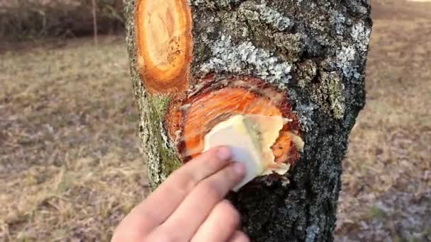 人間の手は特別な解決策で木の上のカットを潤滑します 春の剪定後の木の処理 — ストック動画