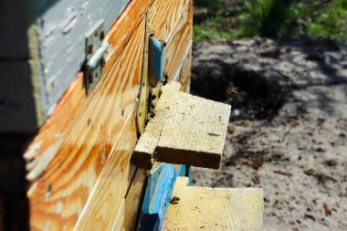 Bal arıcılık ürünüdür. Arılar dışarı uçar ve arıların yakından baktığı ahşap bir arı kovanının yuvarlak girişine uçarlar. Arı kovanlarının etrafında uçuşan bal arıları..