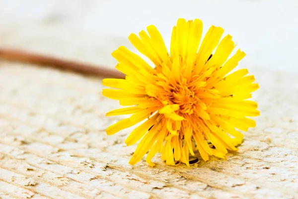 stock image One yellow dandelion lies on a wooden board. Floral background with space for text.