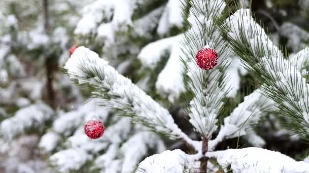Womans Hand Decorates Snowy Christmas Tree Red Ball Forest Snowfall — 비디오