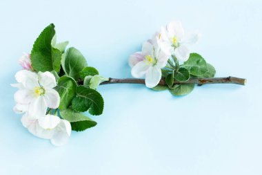 A beautiful sprig of an apple tree with white flowers against a blue background. Blossoming branch. Spring still life. Place for text. Concept of spring or mom day.