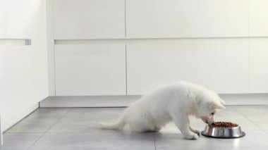 Beyaz İsviçreli çoban köpeği modern beyaz bir mutfakta metal bir kaseden kuru yiyecekler yiyor. Mutlu evcil hayvanlar için yiyecek teslimatı, küçük en iyi arkadaşlar. Evcil hayvan dükkanı. Hayvan yemi. Köpeklerdeki doğru beslenme