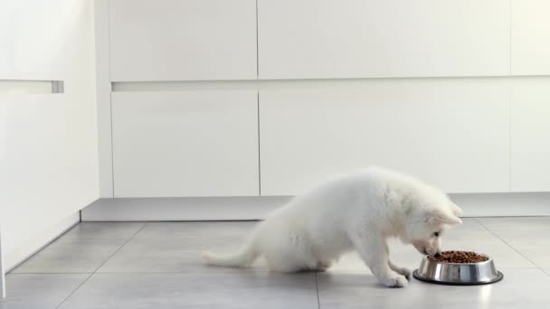 Λευκό Swiss Shepherd Κουτάβι Τρώει Ξηρά Τροφή Από Ένα Μεταλλικό — Αρχείο Βίντεο