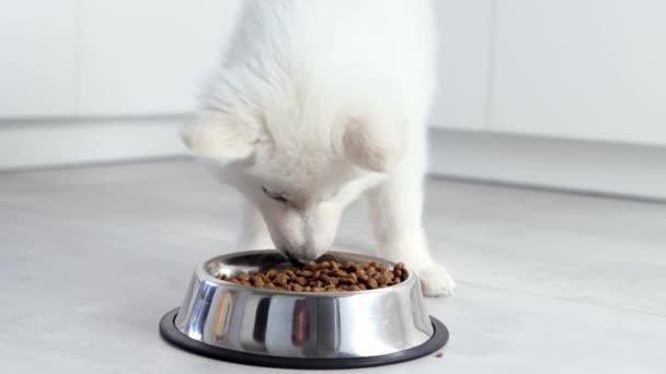 在现代的白色厨房里 白色的瑞士牧羊犬正在吃金属碗里的干粮 为快乐的家养动物 最好的朋友送餐 宠物店动物饲料 狗的正确营养 — 图库视频影像