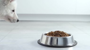 Beyaz İsviçreli çoban köpeği modern beyaz bir mutfakta metal bir kaseden kuru yiyecekler yiyor. Mutlu evcil hayvanlar için yiyecek teslimatı, küçük en iyi arkadaşlar. Evcil hayvan dükkanı. Hayvan yemi. Köpeklerdeki doğru beslenme