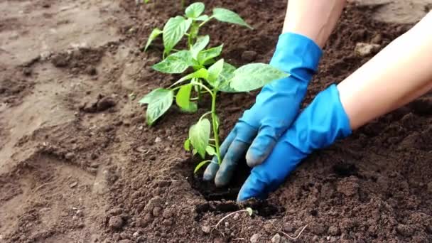 Jardinier Gants Plantant Une Plante Agricole Dans Jardin Travaux Jardin — Video