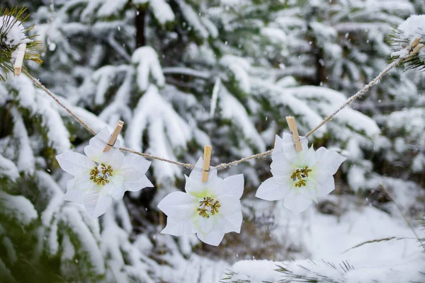 Poinsettias Wiszące Linie Gałęziach Świerku Zimowym Lesie Podczas Opadów Śniegu — Zdjęcie stockowe