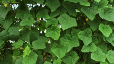 Genç, yeşil bir salatalık seradaki bir çalıya tutunuyor. İş konsepti, taze hasat, çiğ yiyecekler için vejetaryen diyeti. GDO 'suz organik gıda.