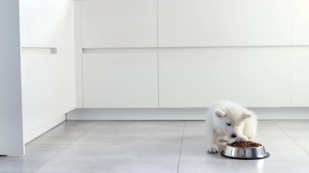 在现代的白色厨房里 白色的瑞士牧羊犬正在吃金属碗里的干粮 为快乐的家养动物 最好的朋友送餐 宠物店动物饲料 正确的狗的营养 白色的室内家具 4K镜头 — 图库视频影像