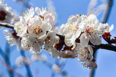 Mavi gökyüzüne karşı kiraz çiçekleri açar. Yumuşak odaklı çiçek açan kiraz dalları. Bahar doğasının güzel çiçekli görüntüsü.