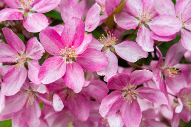 Pembe çiçekli bir elma dalı. Baharda çiçek açan elma ağacı. Yumuşak odaklı çiçek açan elma