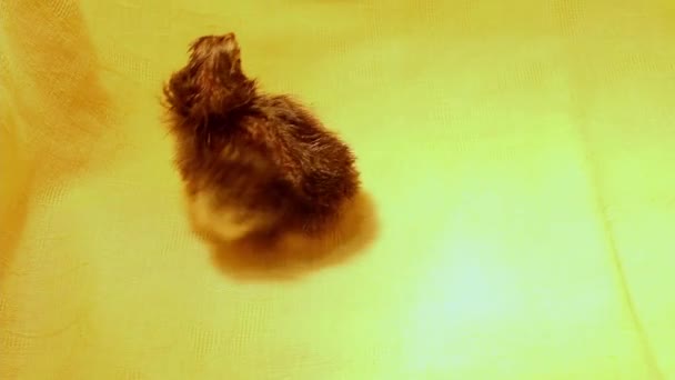 一只新生的小鸡在孵化器里 家禽和养鸡 鸡只防疫注射 — 图库视频影像