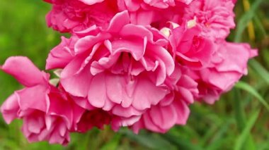 Rüzgarda sallanan pembe çiçekli dokuma gülünün dalı. Bahçedeki güller.