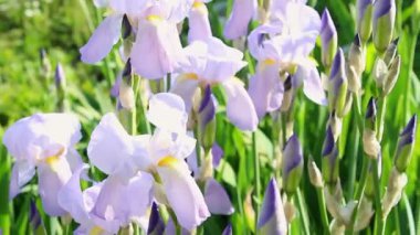 Sakallı iris çiçekleri çayır otlarının yeşil arka planında. Hafif meltemde titreyen çiçekler. İris germanica.