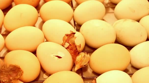 Νεογνό Κοτοπουλάκι Βγαίνει Από Ένα Αυγό Στην Θερμοκοιτίδα Αυγά Κοτόπουλου — Αρχείο Βίντεο