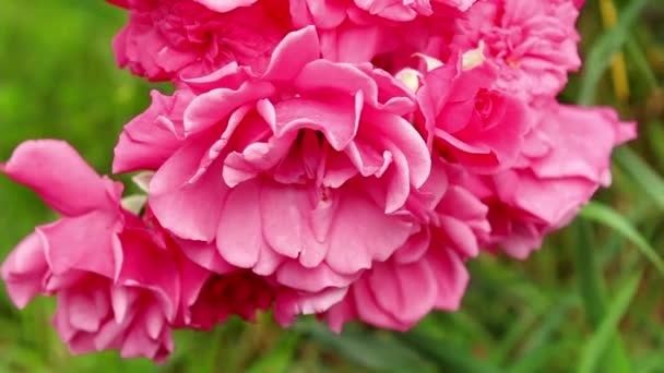 Gałąź Tkackiej Róży Różowymi Kwiatami Huśta Się Wiatru Róże Ogrodzie — Wideo stockowe