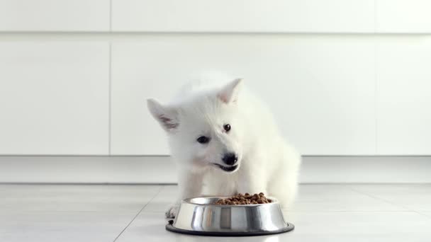 在现代的白色厨房里 白色的瑞士牧羊犬正在吃金属碗里的干粮 为快乐的家养动物 最好的朋友送餐 宠物店动物饲料 正确的狗的营养 白色的室内家具 4K镜头 — 图库视频影像