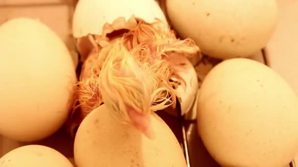 Newborn Little Chick Coming Out Egg Incubator Chicken Eggs Incubator — Stock Video