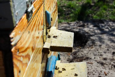 Bal arıcılık ürünüdür. Arılar dışarı uçar ve arıların yakından baktığı ahşap bir arı kovanının yuvarlak girişine uçarlar. Arı kovanlarının etrafında uçuşan bal arıları..