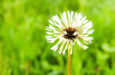 Güneşli bir günde yeşil çimenlerin arka planında ıslak karahindiba. Yumuşak odaklanma. Çiçek arka planı.