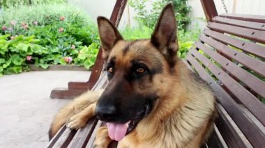 Alman çoban köpeğinin namlu ağzı çerçeveye bakıyor. Büyük, sevimli, siyah ve kahverengi hizmet köpeği Alman çoban köpeği yazın bahçede sallanıyor. Köpek eğitimi. Evcil hayvan hayatı kavramı