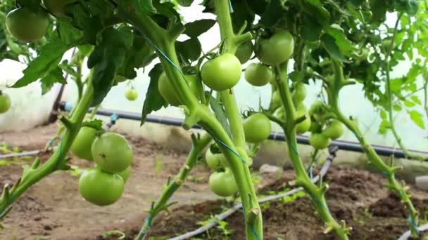 Green Tomatoes Grow Bush Close Greenhouse — Stock Video