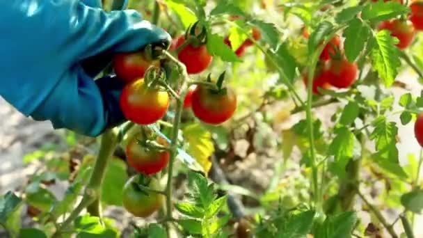 농부들 이손으로 관목에서 토마토 추수하는 플랜테이션 필드의 토마토 토마토가 — 비디오