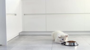Beyaz İsviçreli çoban köpeği modern beyaz bir mutfakta metal bir kaseden kuru yiyecekler yiyor. Mutlu evcil hayvanlar için yiyecek teslimatı, küçük en iyi arkadaşlar. Evcil hayvan dükkanı. Hayvan yemi. Köpeklerdeki doğru beslenme